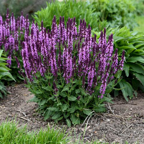 Salvia nemorosa ‘Pink Profusion’ - Pink Profusion Meadow Sage