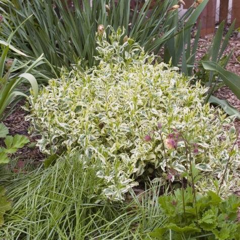 Diervilla sessilifolia - Cool Splash® Honeysuckle