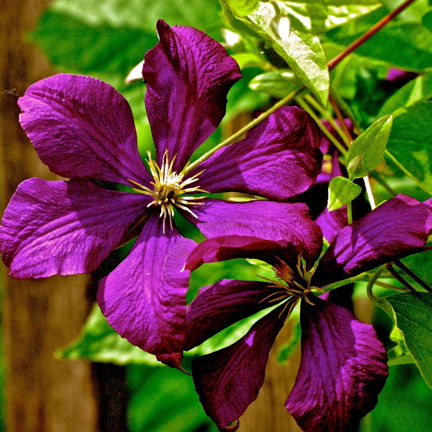Clematis - Jackmanii Superba Clematis
