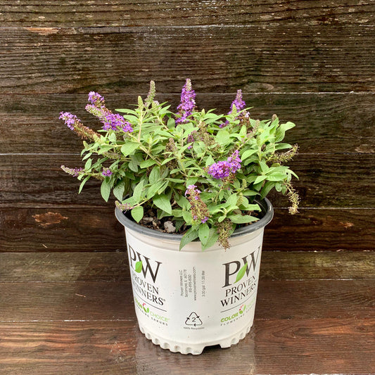 Buddleia davidii - Pugster Blue® Dwarf Butterfly Bush