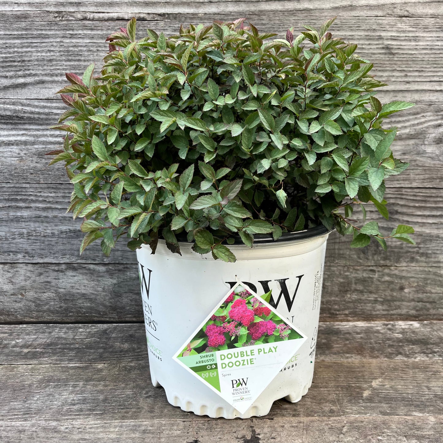 Spiraea x - Double Play® Doozie Spirea