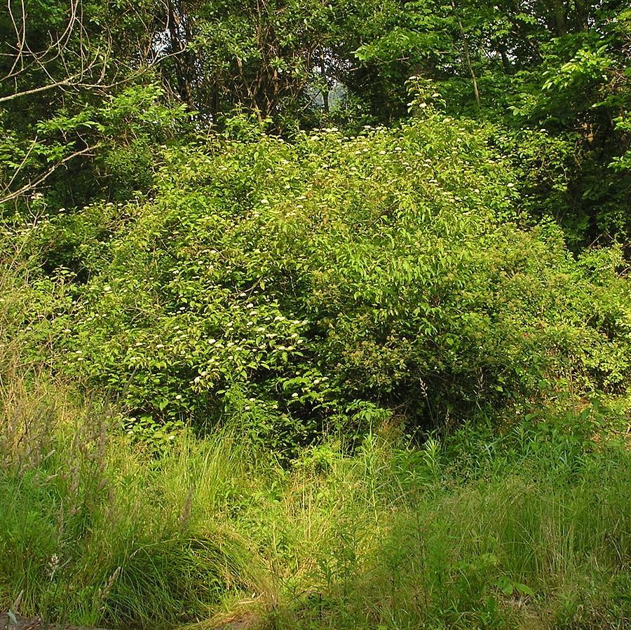 Cornus amomum - Silky Dogwood