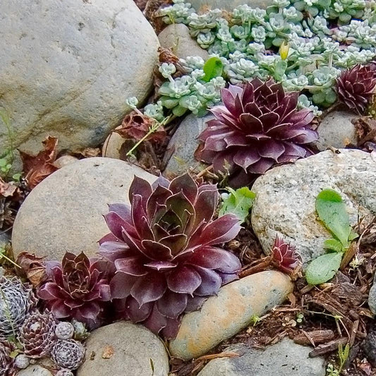 Sempervivum - Black Echeveria, Hens and Chicks
