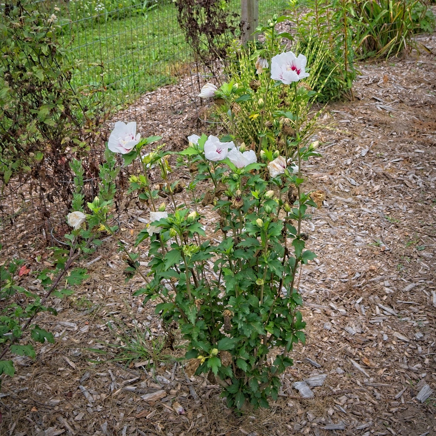 Hibiscus syriacus - First Editions® Bali™ Hibiscus
