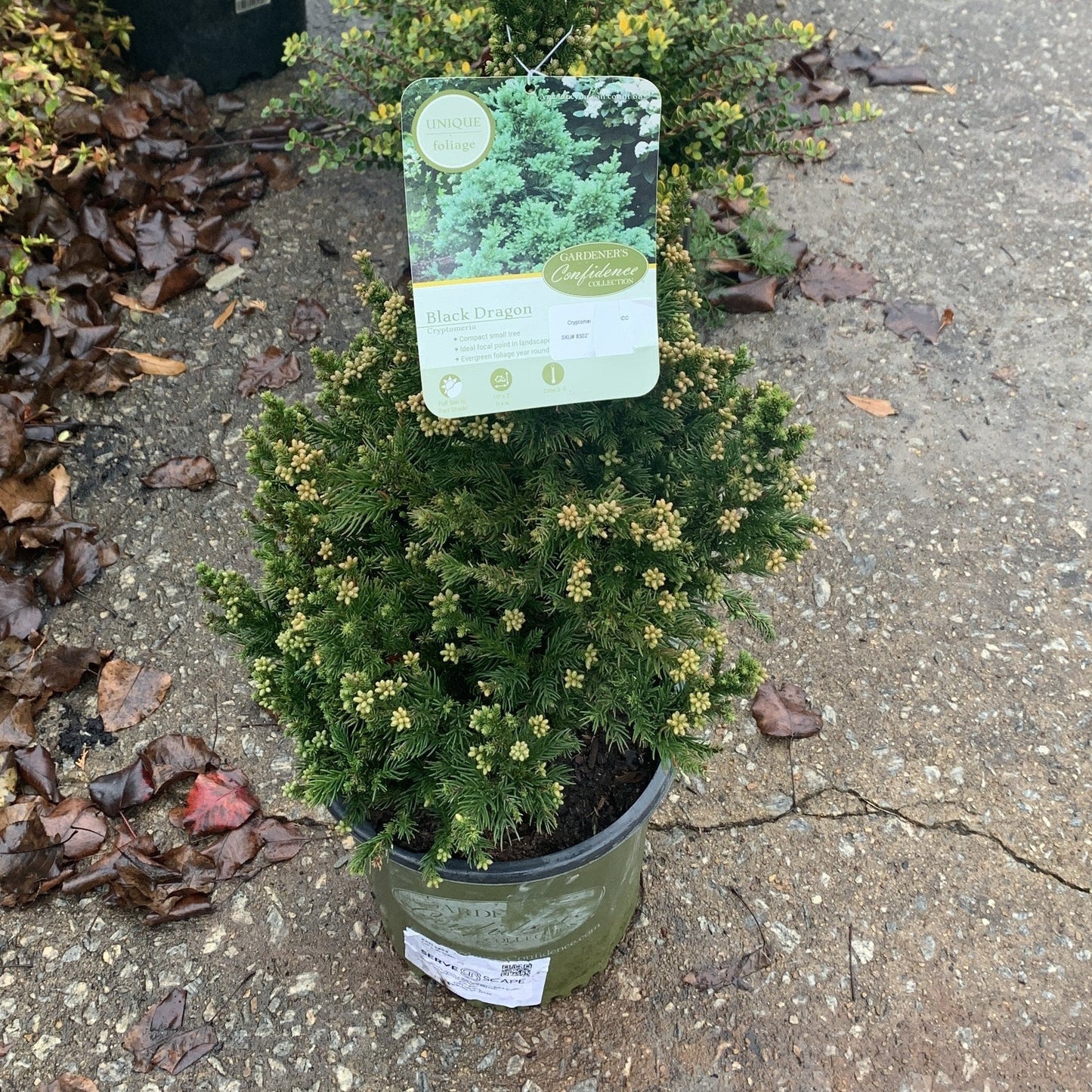 Cryptomeria japonica - Black Dragon Japanese Cedar