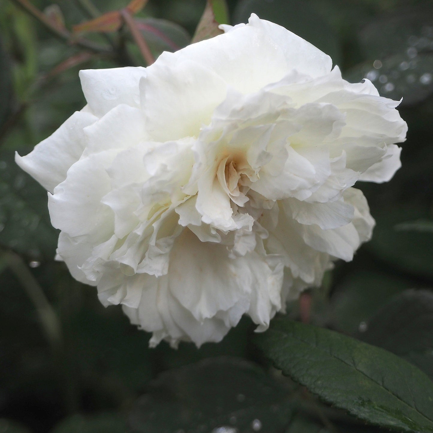 Rosa - Susan Williams-Ellis® Rose