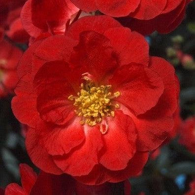 Chaenomeles speciosa - PW® Double Take™ Scarlet Flowering Quince