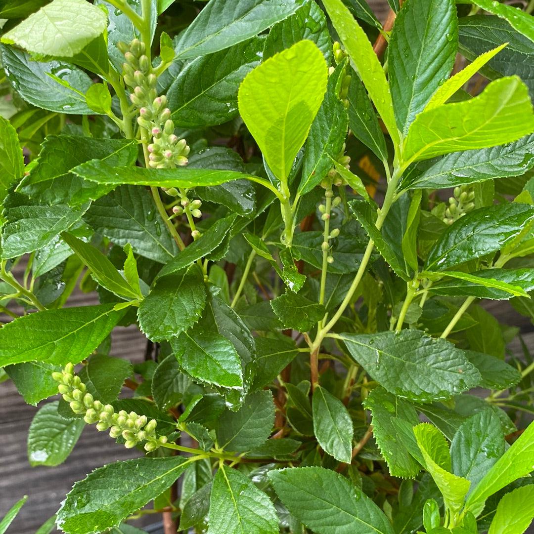 Clethra alnifolia - Ruby Spice Summersweet