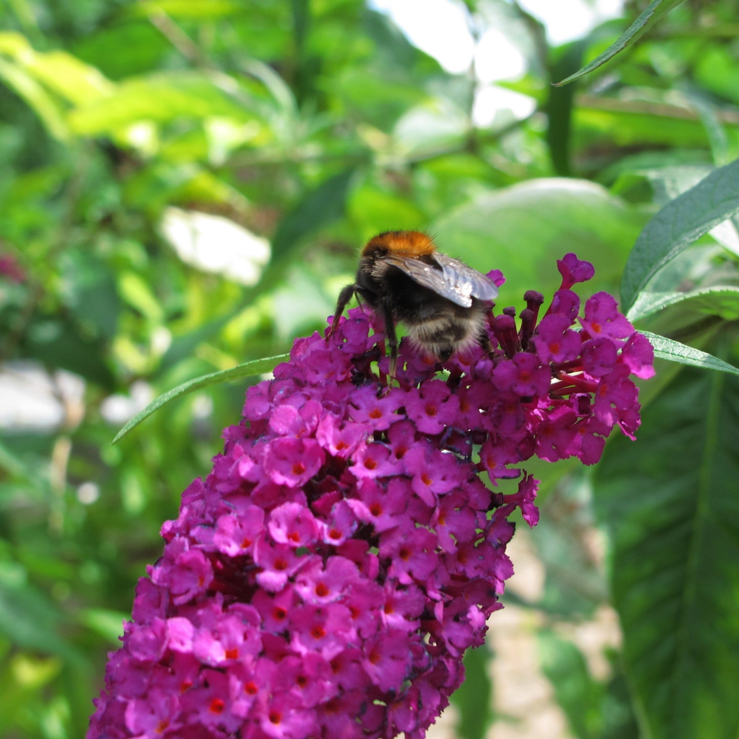 Buddleia - Bloomin' Easy® Birthday Cake™ Butterfly Bush