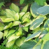 Hosta - Island Breeze Hosta