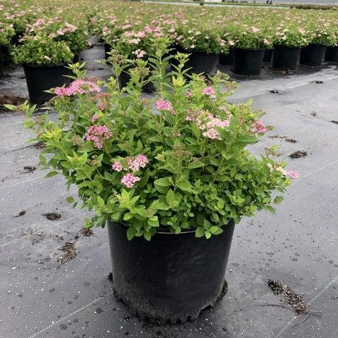 Spiraea japonica - Little Princess Spirea