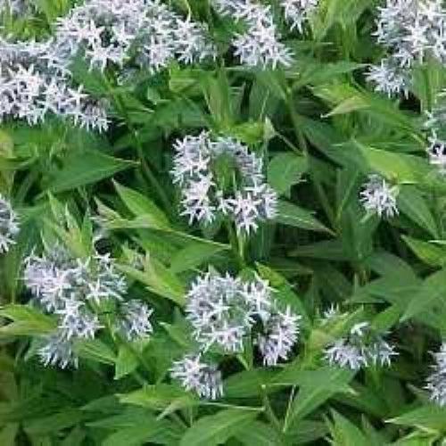 Amsonia tabernaemontana var. salicifolia - Willow-leaf Blue Star
