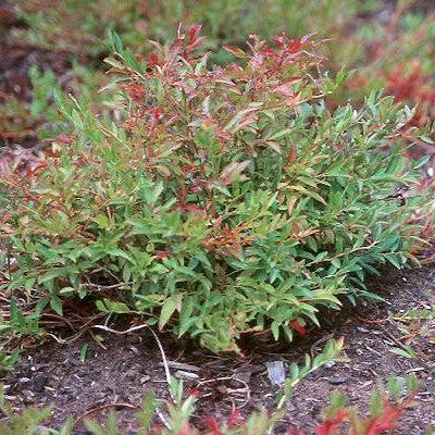 Vaccinium angustifolium - Burgundy Lowbush Blueberry