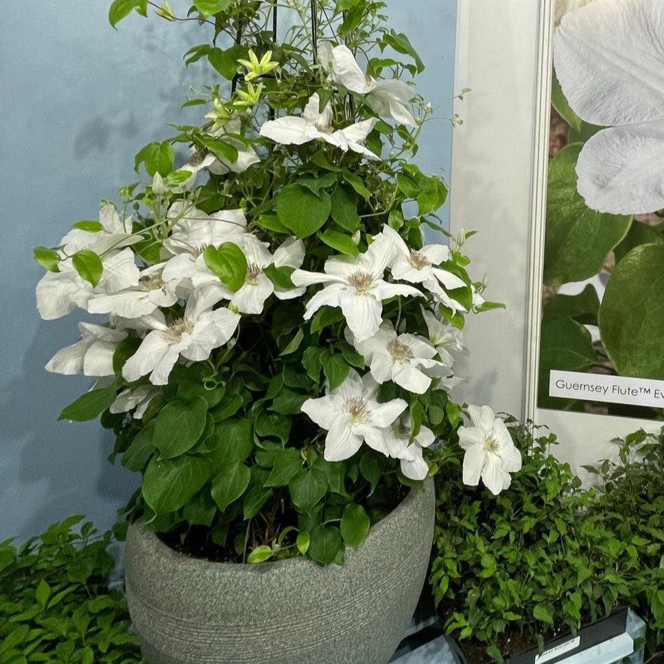 Clematis - Guernsey Flute™ Clematis