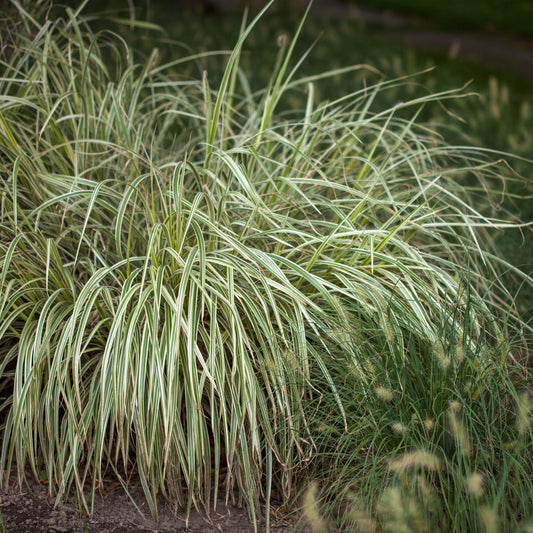 Carex oshimensis - Feather Falls Sedge