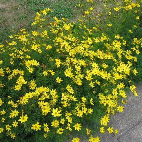 Coreopsis verticillata - Zagreb Threadleaf Tickseed