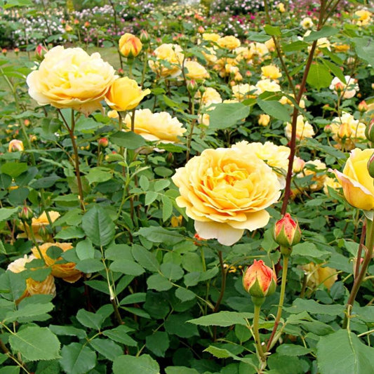 Rosa 'AUSgold' - Golden Celebration Rose