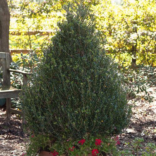 Ilex crenata - Patti O Box® Japanese Holly