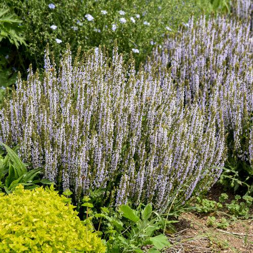 Salvia nemorosa ‘Perfect Profusion’ - Perfect Profusion Meadow Sage