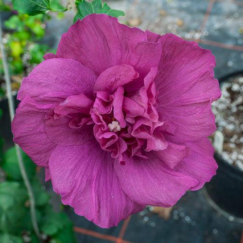 Hibiscus syriacus - Magenta Chiffon® Rose of Sharon
