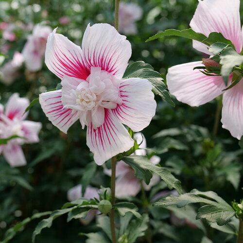Hibiscus syriacus - PW® Starblast Chiffon® Rose of Sharon