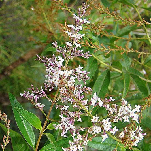 Aloysia triphylla - Lemon Beebrush, Lemon Verbena