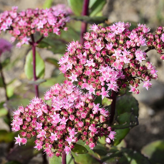 Sedum - SunSparkler® Lime Zinger Sedum