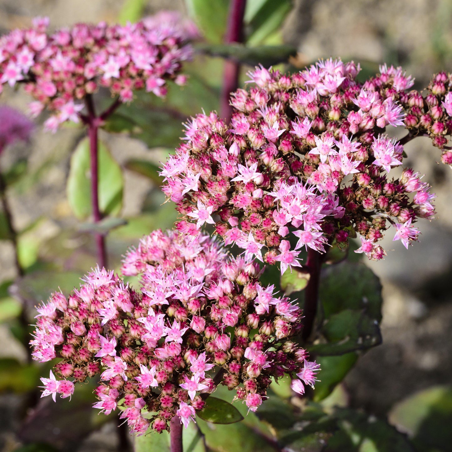 Sedum - SunSparkler® Lime Zinger Sedum