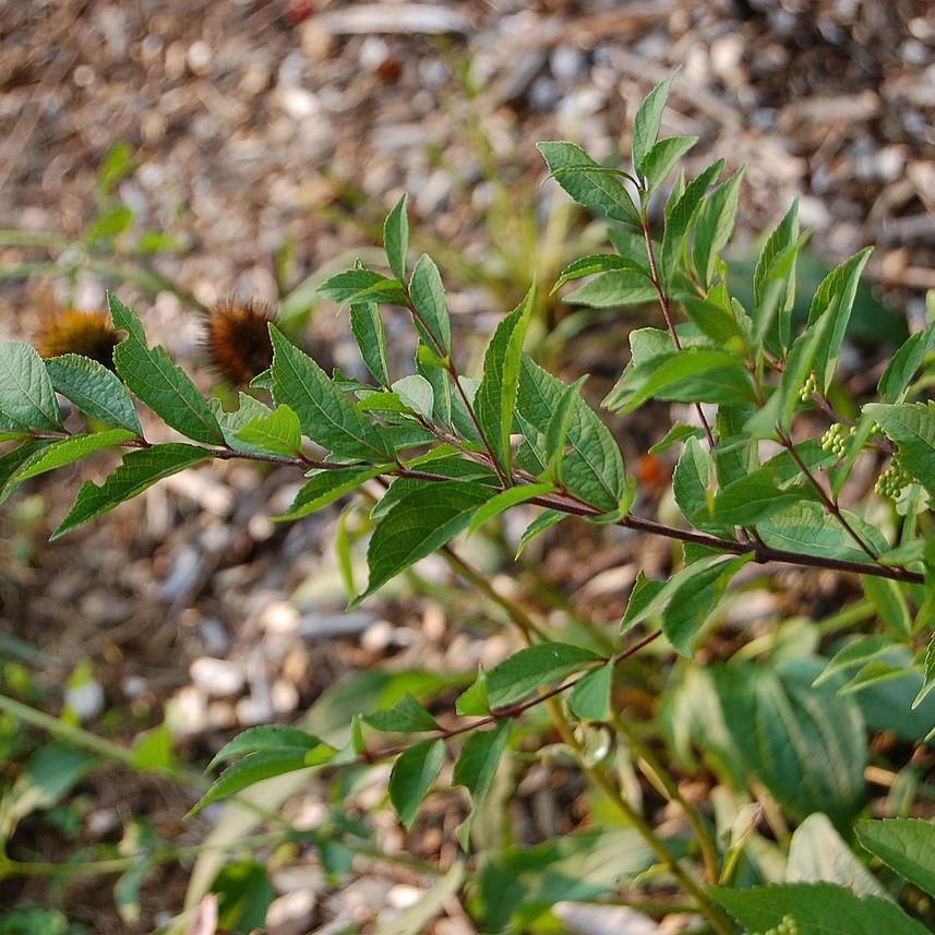 Callicarpa dichotoma - Early Amethyst Beautyberry