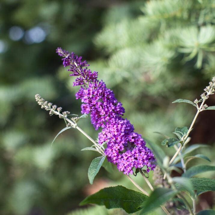 Buddleia davidii - First Editions® Psychedelic Sky™ Butterfly Bush