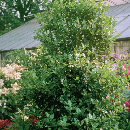 Ilex x meserveae - Castle Spire® Blue Holly