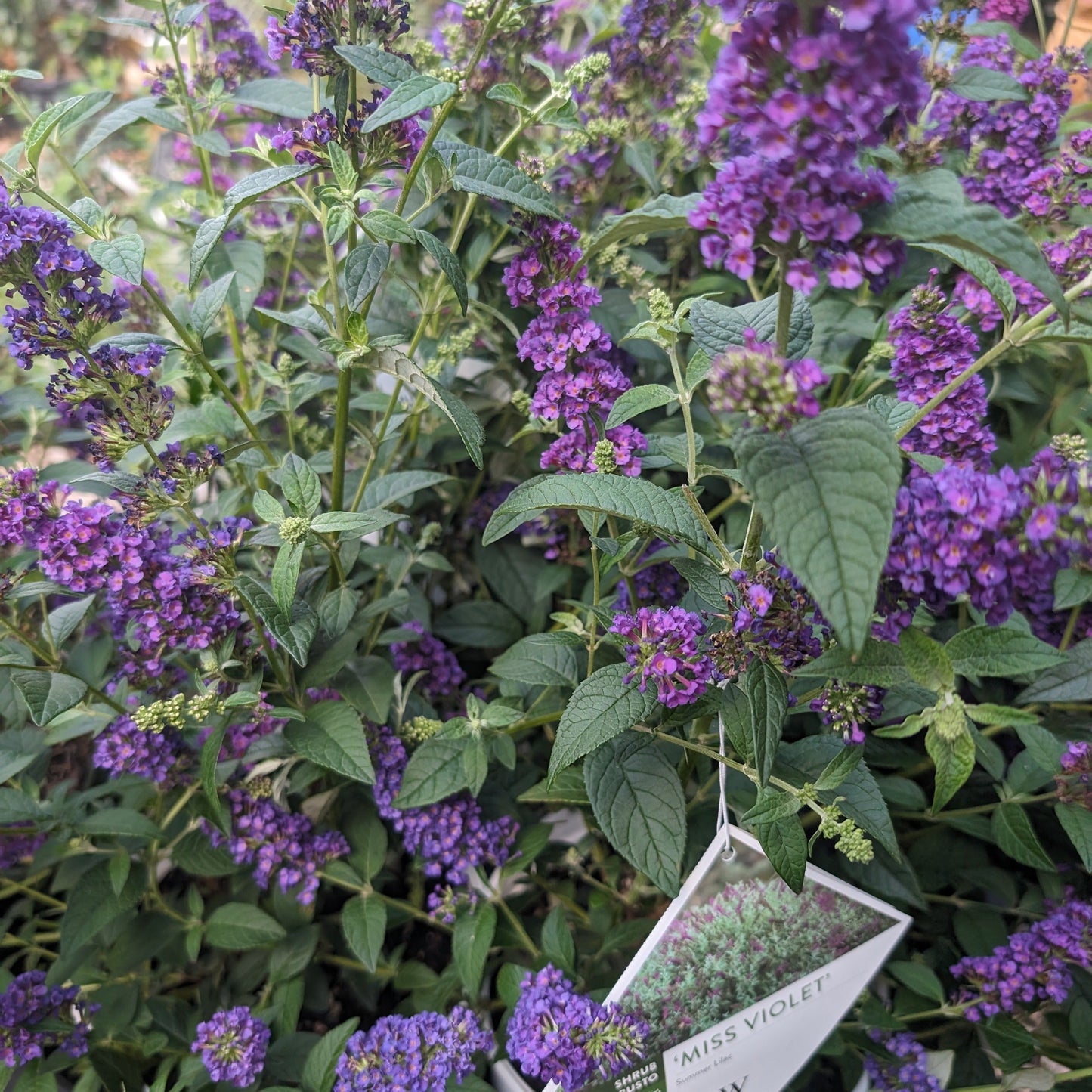 Buddleja x - Miss Violet Butterfly Bush