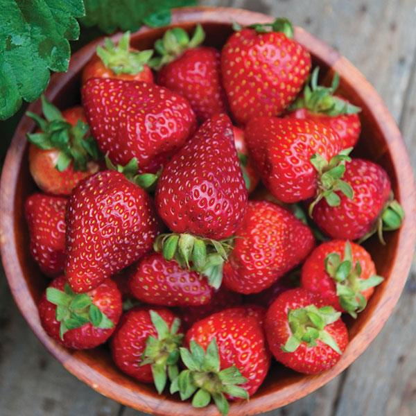 Fragaria x ananassa - Seascape Strawberry