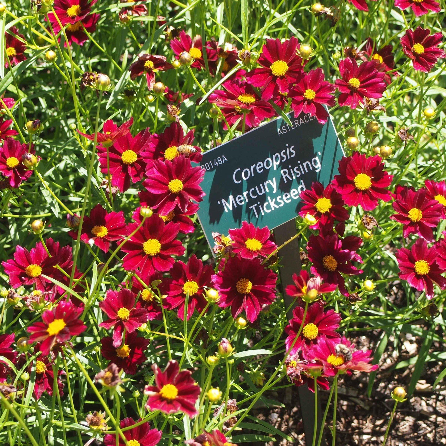 Coreopsis x - Big Bang™ Mercury Rising Tickseed