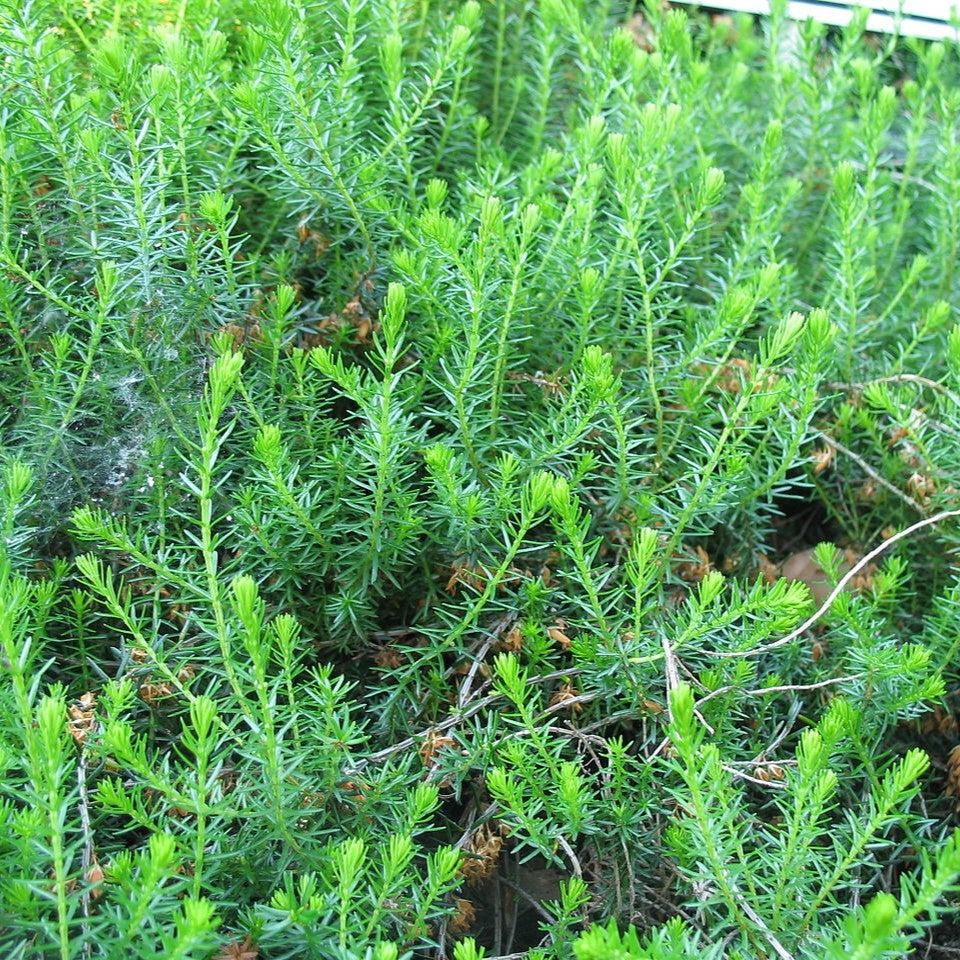 Erica carnea - Heather, Pink