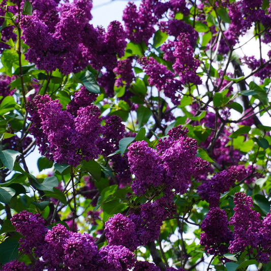 Syringa vulgaris - Yankee Doodle Lilac