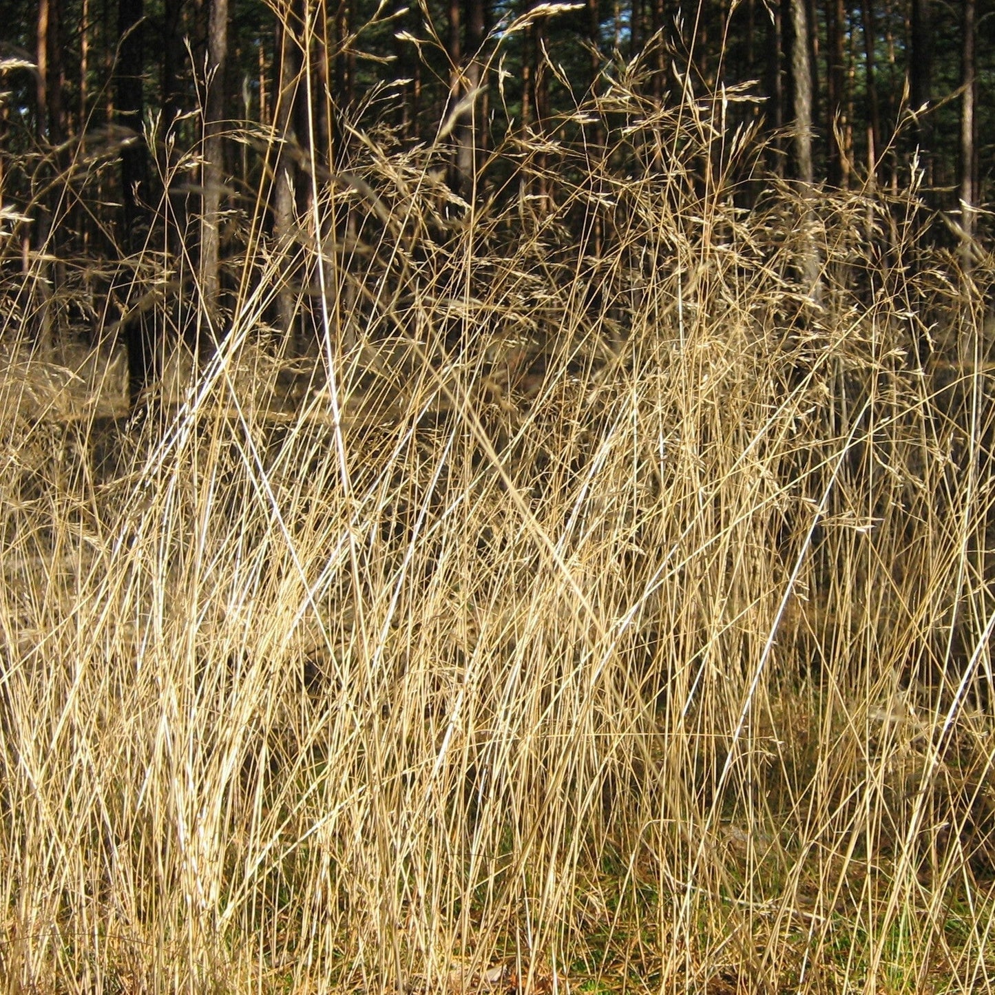 Deschampsia flexuosa - Wavy Hair Grass