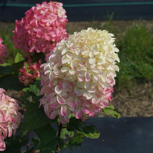 Hydrangea paniculata - Quick Fire Fab® Hydrangea