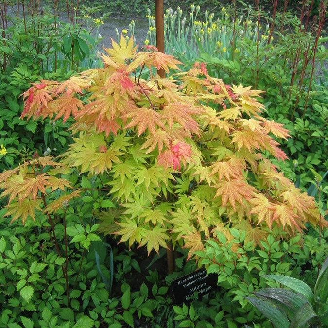Acer shirasawanum - Autumn Moon Japanese Maple