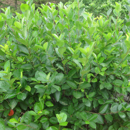 Aronia melanocarpa - Black Chokeberry
