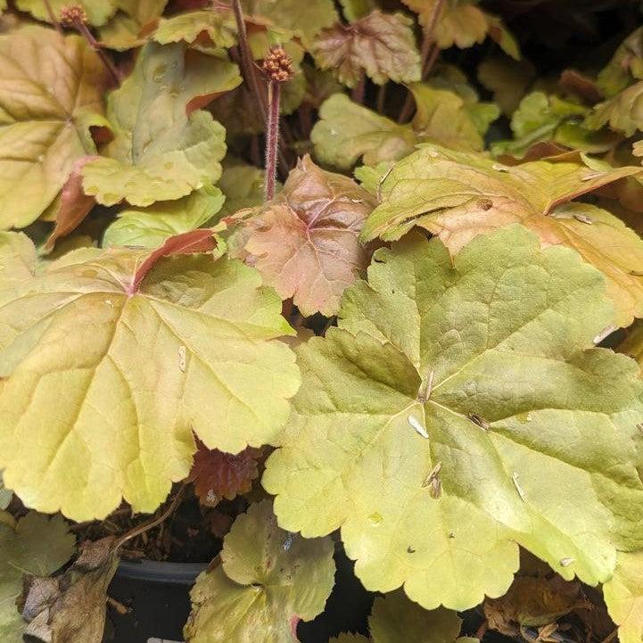 Heuchera - Apricot Coral Bells