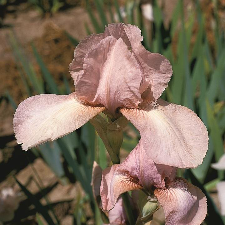 Iris germanica - Precious Little Pink Bearded Iris