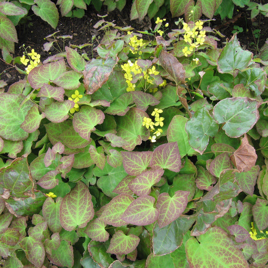 Epimedium x perralchicum - Frohnleiten Barrenwort, Bishop's Hat