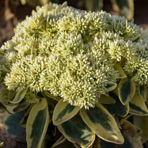 Sedum - Frosted Fire Stonecrop