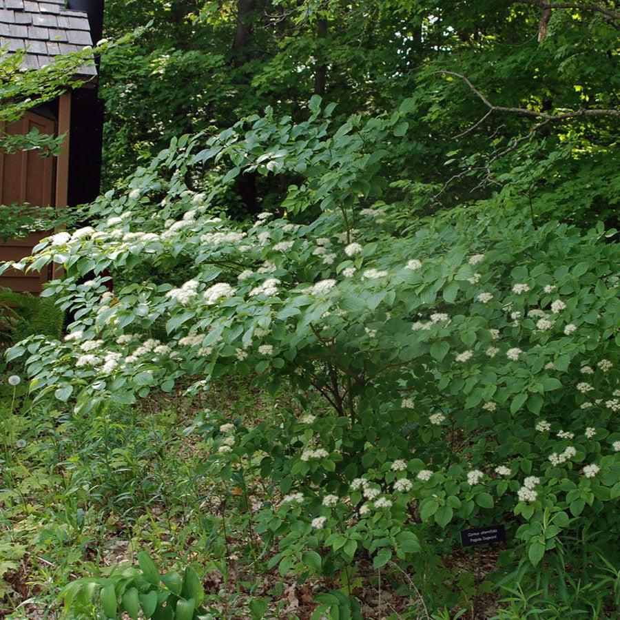 Cornus alternifolia - Pagoda Dogwood