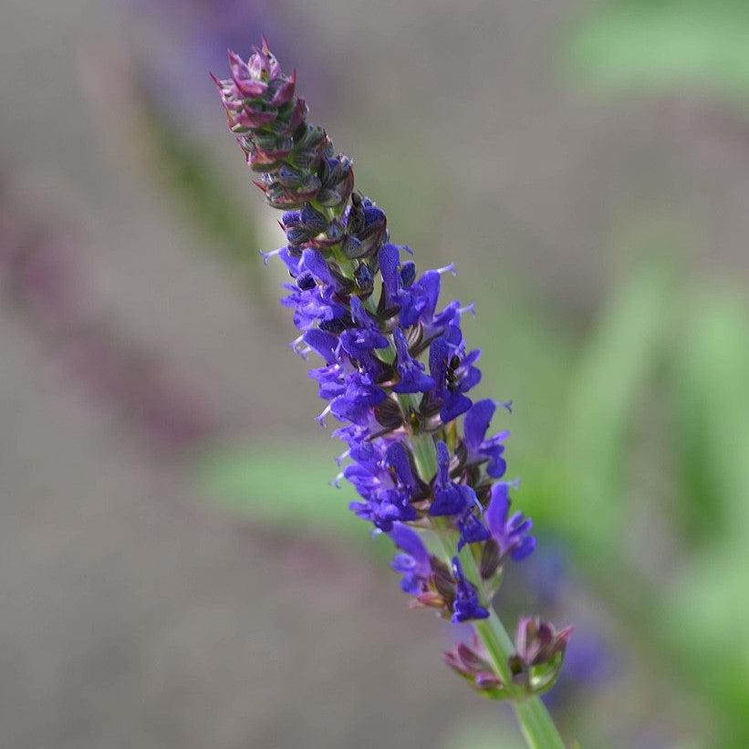 Salvia nemorosa - Blue Bouquetta Meadow Sage