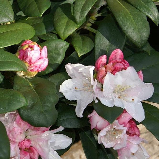 Rhododendron yakushimanum 'Yaku Princess'