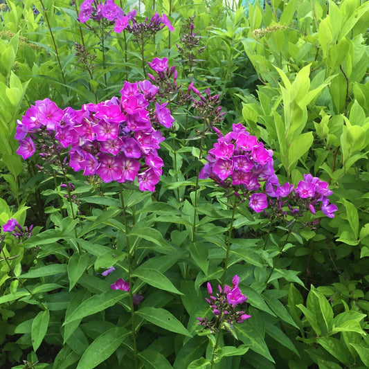 Phlox paniculata - First Editions® Grape Lollipop™ Phlox