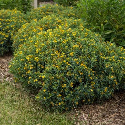 Hypericum kalmianum - First Editions® Cobalt-n-Gold™ St. John's Wort