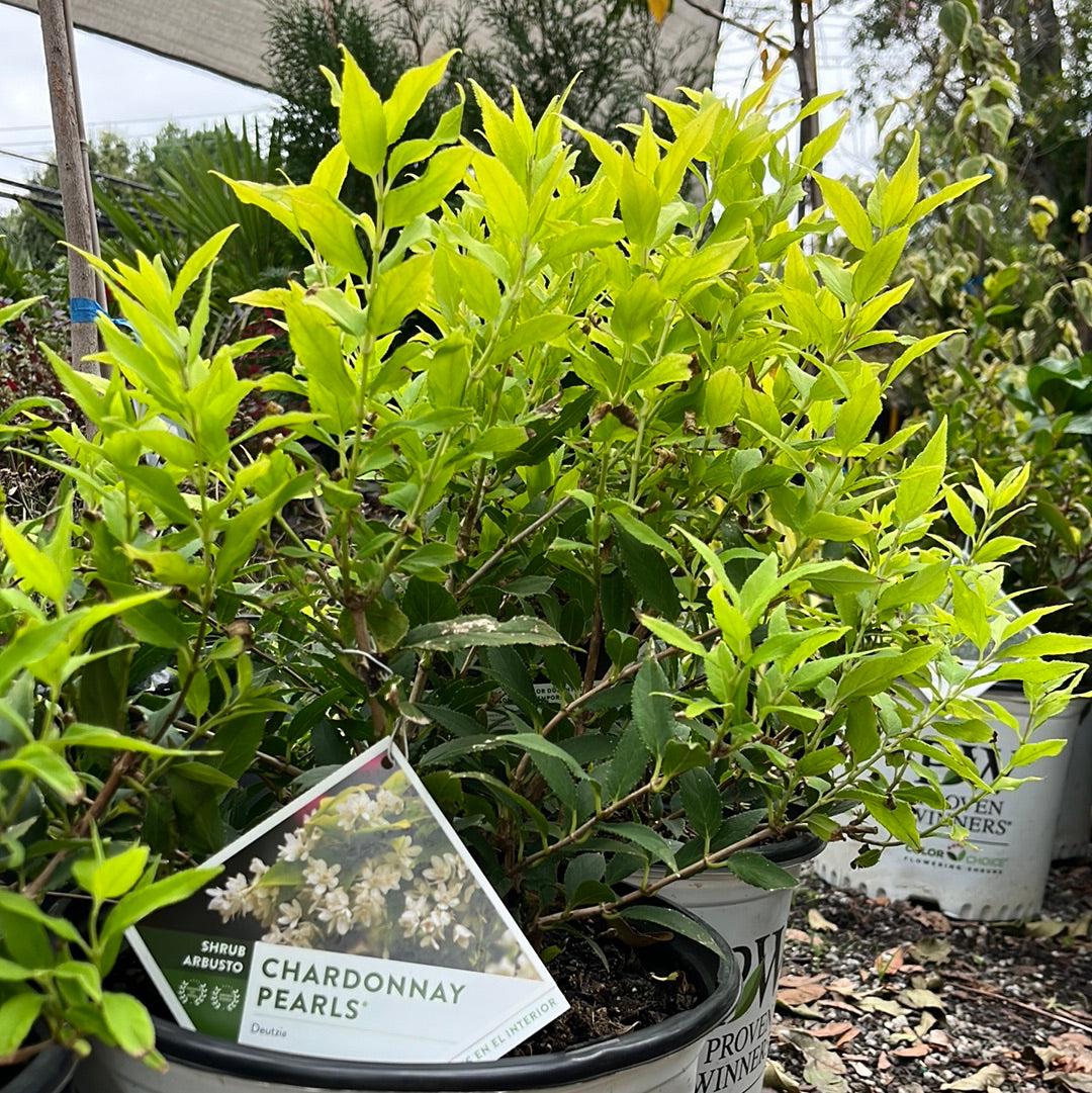 Deutzia gracilis - Chardonnay Pearls® Deutzia